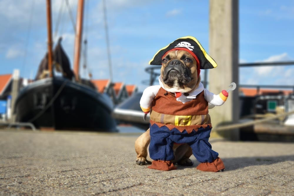 French bulldog in a pirate costume.